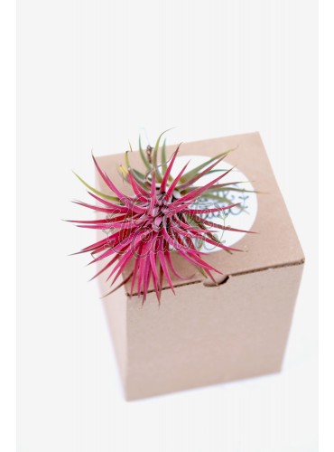 Plante aeriene - Tillandsia Ionantha Rubra