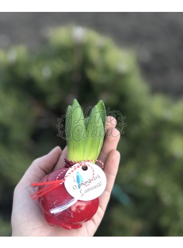 Bulb de Zambila in ceara