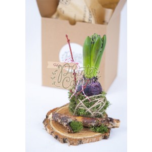 Martisor bulb de Zambila kokedama