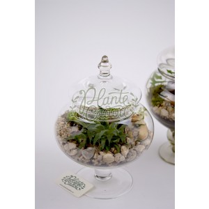 Terrarium bomboniera