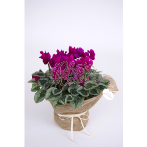 Cyclamen in ghiveci