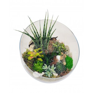 Terrarium Bol mare 