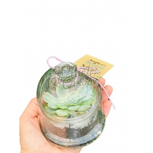 Mini terariu cu plante suculente si capac 