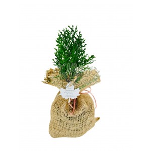 Marturie planta Thuja in sac decorativ