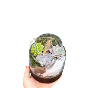 Terariu cu plante suculente și suport de lemn 
