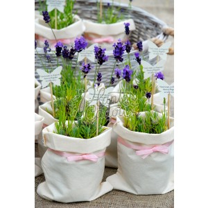 Lavanda sac panza