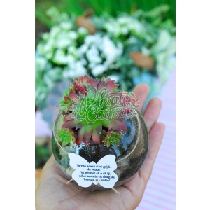 Mini terarii marturii