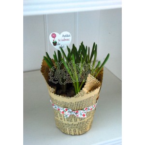 Muscari in hartie Valentine's day