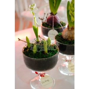 Flori Ornithogalum in cupa 