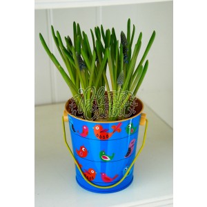 Marturii Muscari in ghiveci