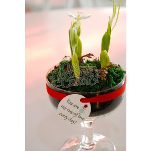 Flori cup of love Valentine's Day