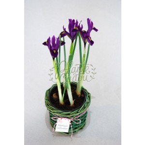 Iris in cosulet Martisor
