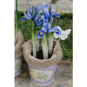 Marturii nunta Iris in ghiveci
