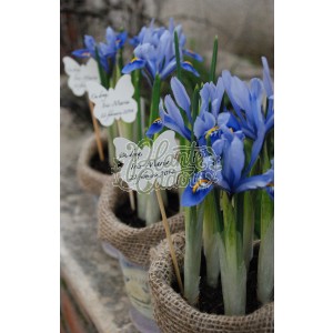 Marturii botez Iris in ghiveci