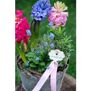 "Hyacinthus smile"