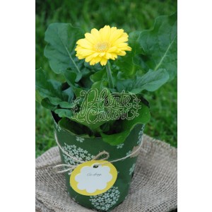 Gerbera in hartie