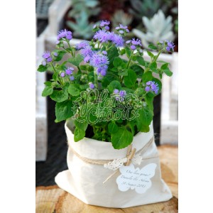 Ageratum in sac de panza