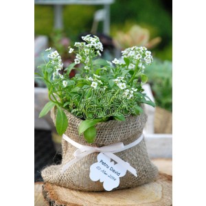 Alyssum in sac de iuta