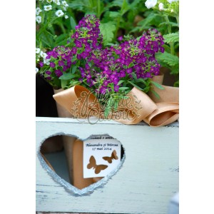 Alyssum in hartie