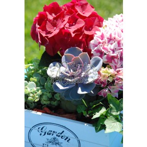 Hortensia in bloom