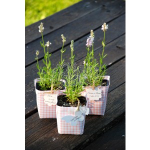 Lavanda in hartie