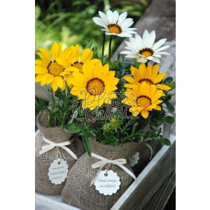 Gazania in sac de iuta