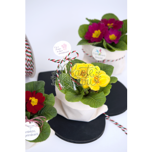 Primule - Flori in ghiveci de Martisor