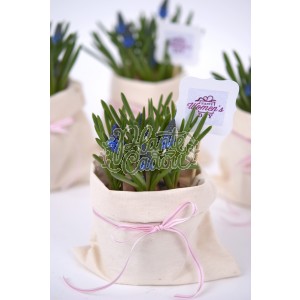 Muscari flori cadou 1-8 Martie