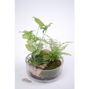 Aranjament plante verzi terrarium cake