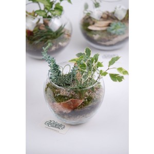 Mini bol terrarium