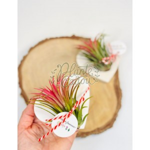 Martisor plante Aeriene Tillandsia