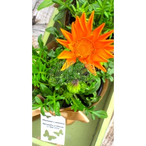 Gazania ambalaj hartie 