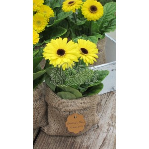 Gerbera in sac de iuta