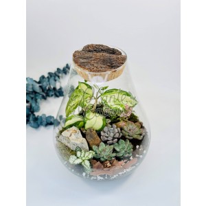 Aranjament Terrarium Para