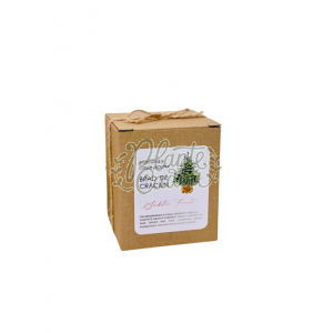 Kit de plantat - Seamana si creste propriul brad de Craciun