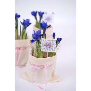 Iris flori cadou 1-8 Martie