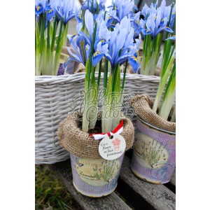 Iris in Ghiveci 8 Martie