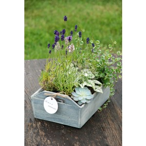 Romanta cu Lavanda