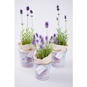 Lavanda in ghiveci
