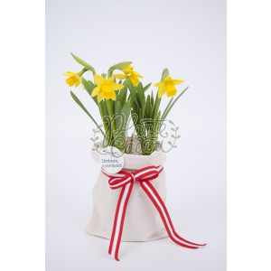 Narcise Martisor Infloritor