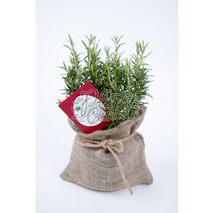 Planta aromatica la ghiveci