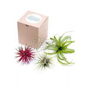 Mix 3 plante aeriene