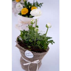 Flori Ranunculus in ghiveci