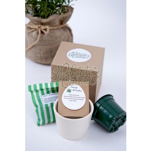 Kit de semanat - Plante aromatice