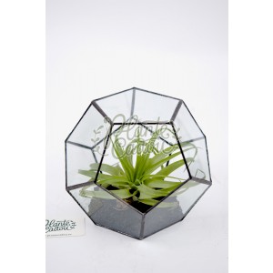 Terrarium geometric - plante aerofite