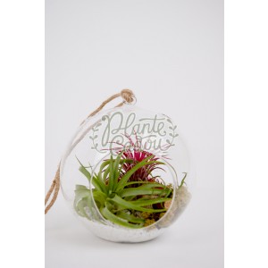Terariu glob mare cu plante aeriene