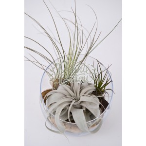 Terrarium cu plante de aer