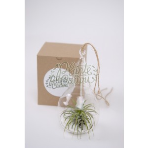 Terrarium Para mic