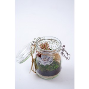 Terrarium borcan cu plante suculente