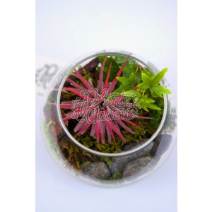 Tillandsia Terrarium - Plante de aer